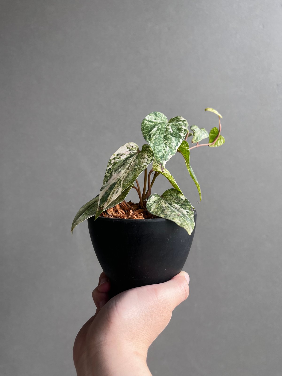 パイパー シルヴァティカム ピンク 斑入 「Piper sylvaticum pink var