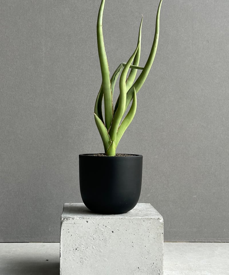 サンセベリア シルバー スパイラル「Sansevieria Silver Spiral (b