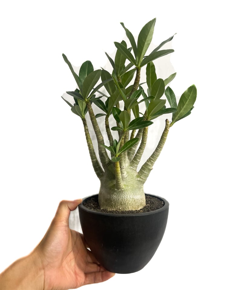 アデニウム アラビカム'選抜個体' 「Adenium arabicum “Select”」7/