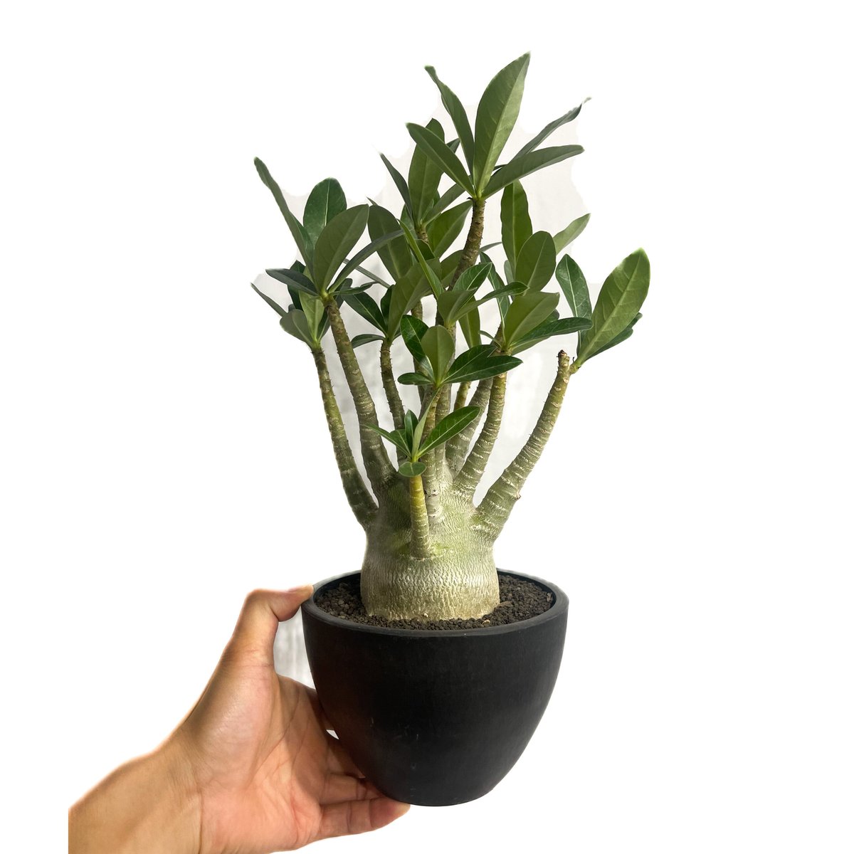 アデニウム アラビカム'選抜個体' 「Adenium arabicum “Select”」7/