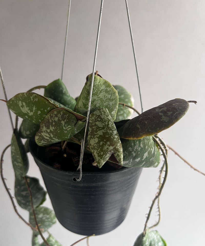 ホヤインブリカータ 「Hoya imbricata」60V | SHOUCHIKUEN