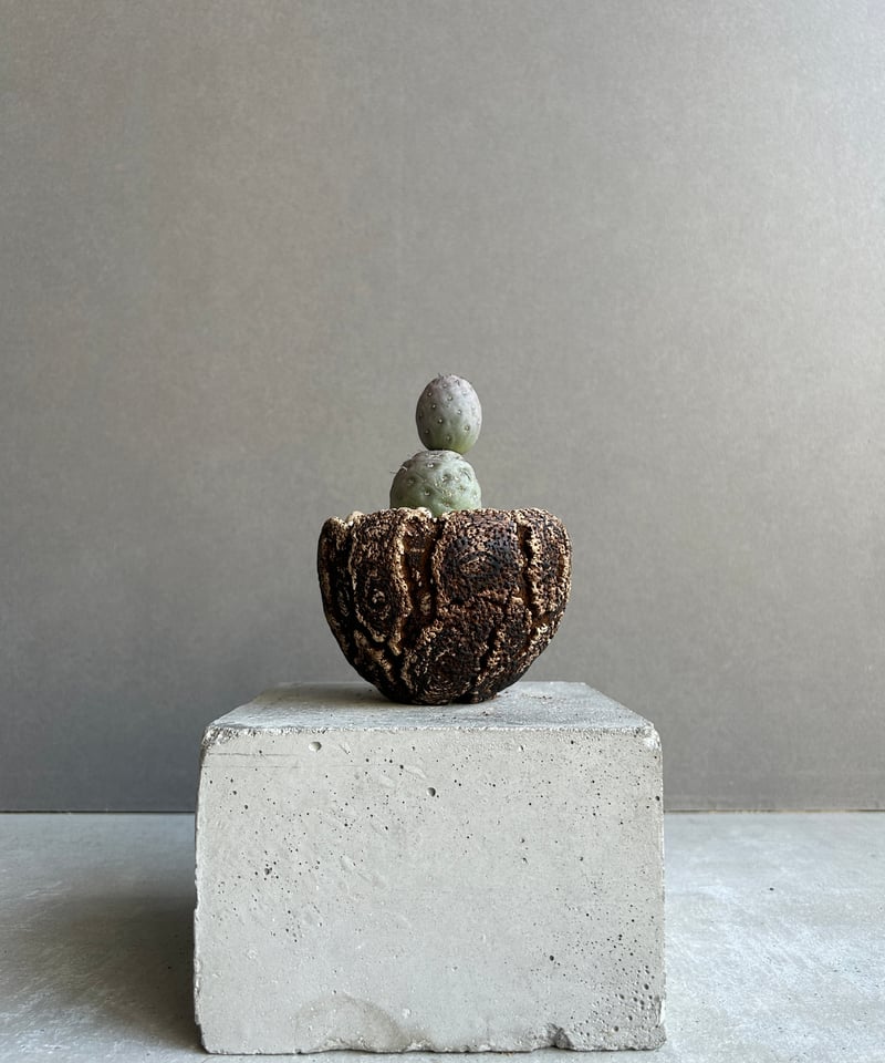 テフロカクタス ゲオメトリクス+plantsmonsters pot「Tephrocactus