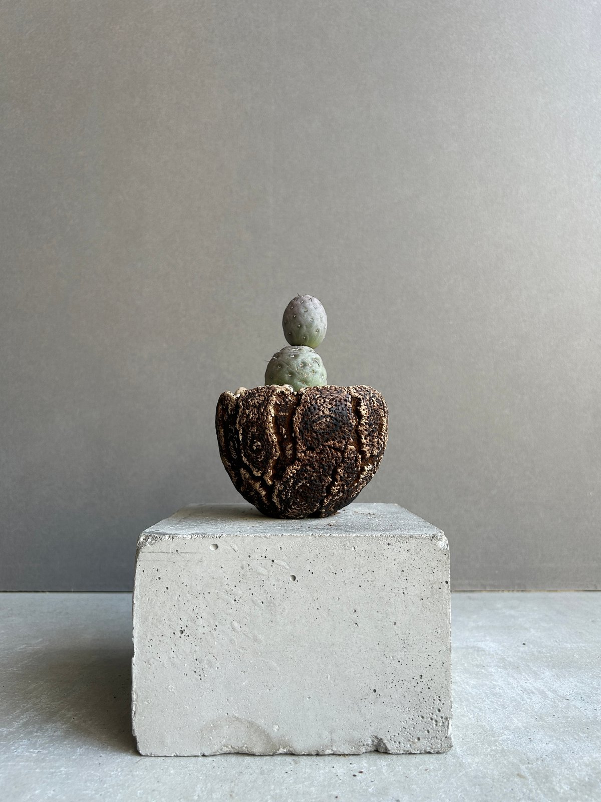テフロカクタス ゲオメトリクス+plantsmonsters pot「Tephrocactus