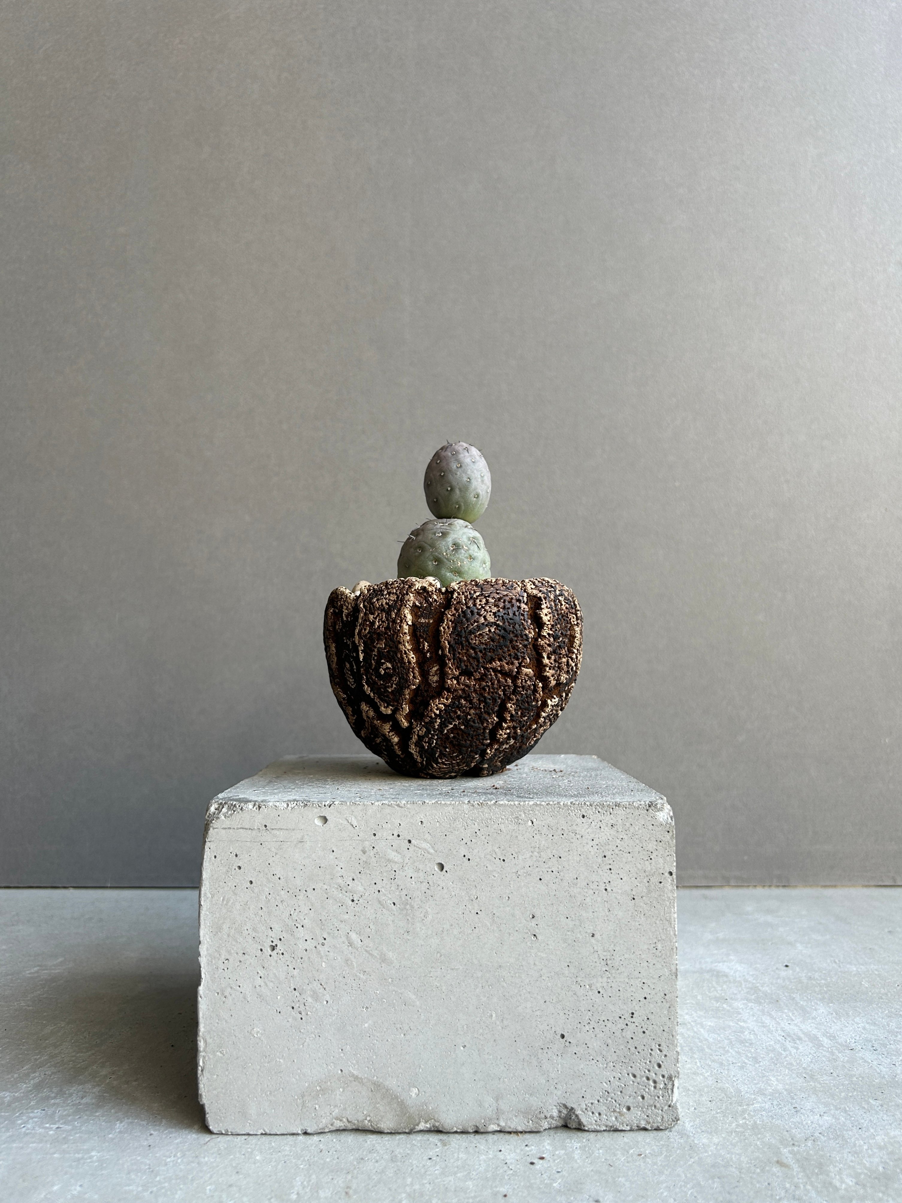 テフロカクタス ゲオメトリクス+plantsmonsters pot「Tephrocactus