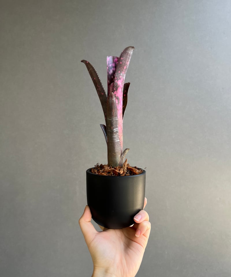 ビルベルギア インセンディアリー デライト 「Billbergia Incendiary De