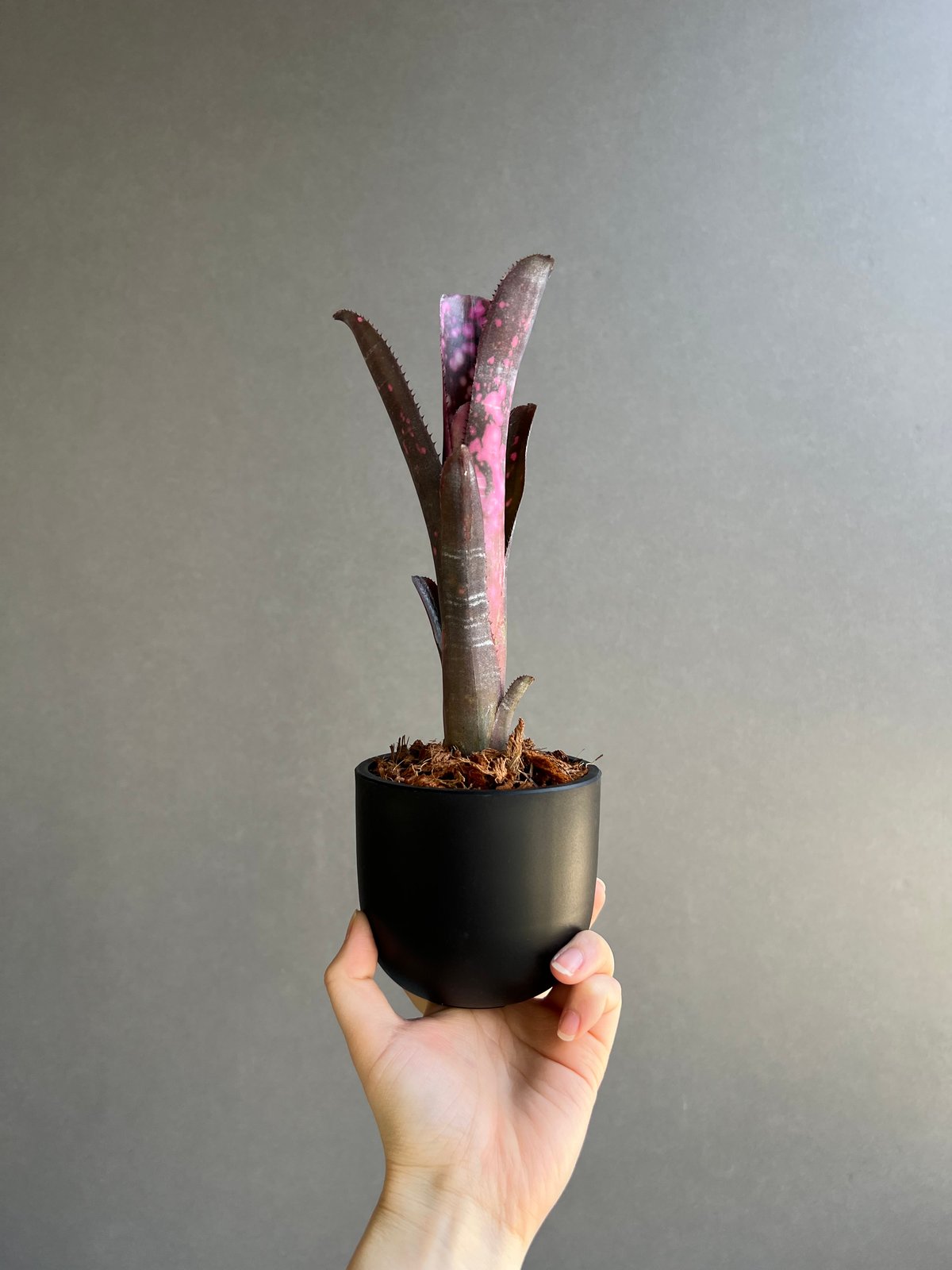 ビルベルギア インセンディアリー デライト 「Billbergia Incendiary De