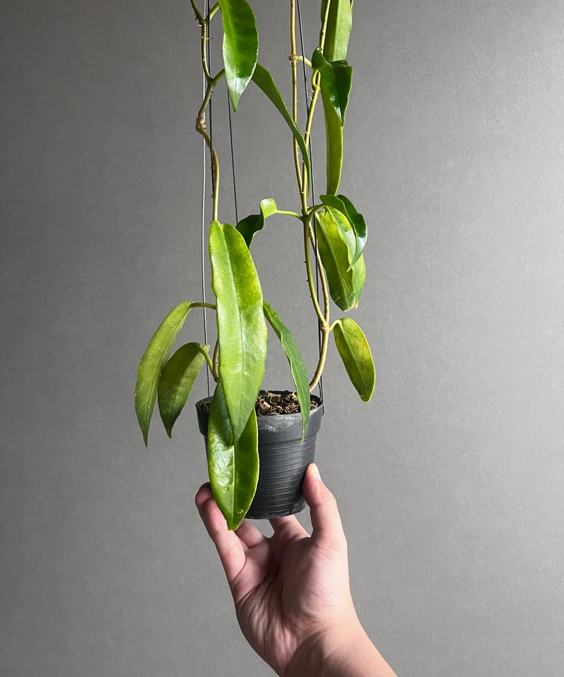 ホヤ アークボルディアーナ ピンク 「Hoya archboldiana pink 」70U