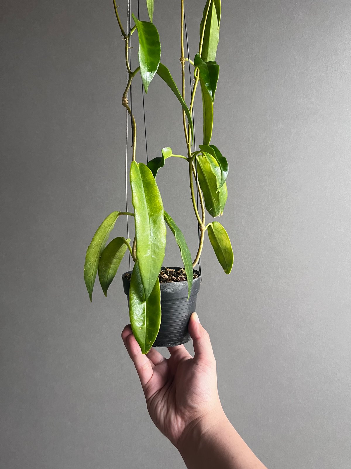 ホヤ アークボルディアーナ ピンク 「Hoya archboldiana pink 」70U