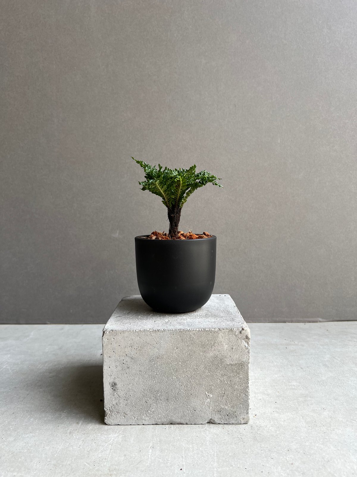 ブレクナム ギッバム ドワーフ 「Blechnum gibbum Dwarf 」76B