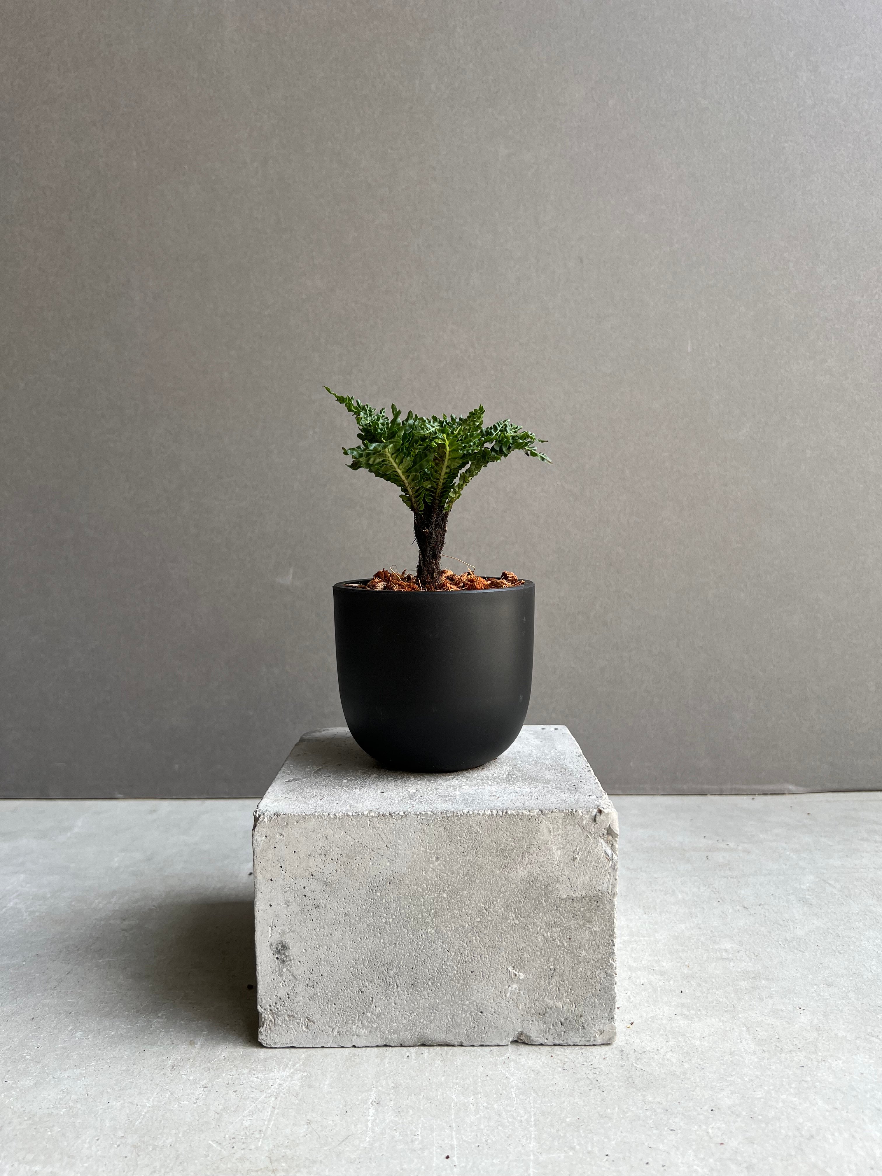 ブレクナム ギッバム ドワーフ 「Blechnum gibbum Dwarf 」76B | S