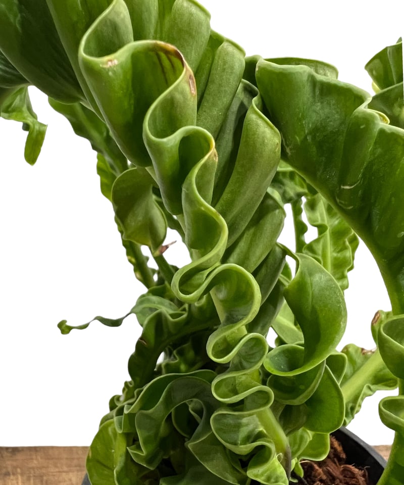 アスプレニウム ハイブリッド ドワーフ 「Asplenium hybrid
