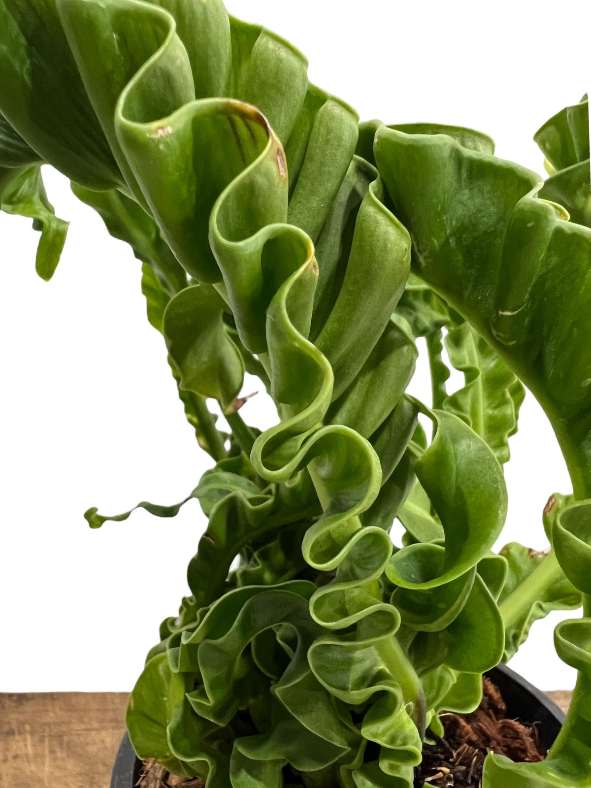 アスプレニウム ハイブリッド ドワーフ 「Asplenium hybrid Dwarf」9K