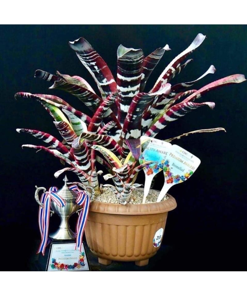 エクメア オットー 「Aechmea Otto」12A | SHOUCHIKUEN