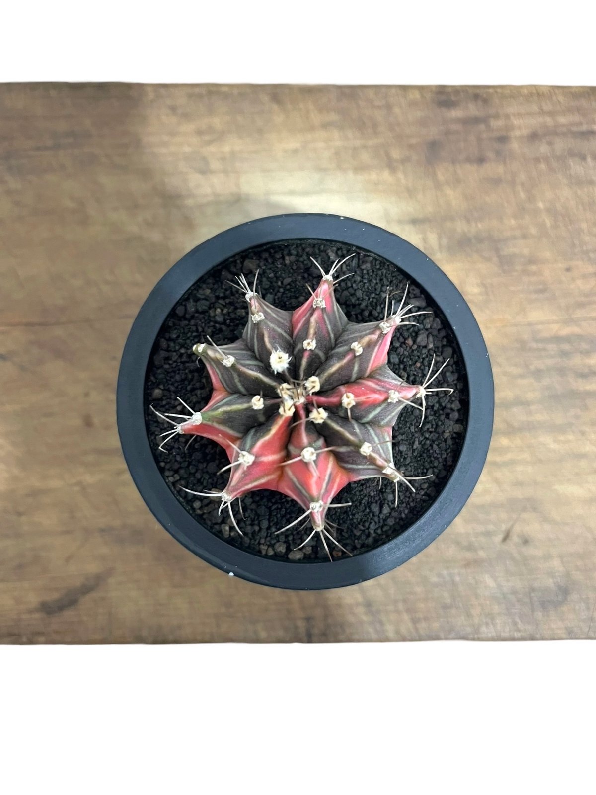 ギムノカリキウム ミハノビッチ (実生苗)「 Gymocalycium ギムノカリキウム ミハノビッチ (実生苗)「 Gymocalycium