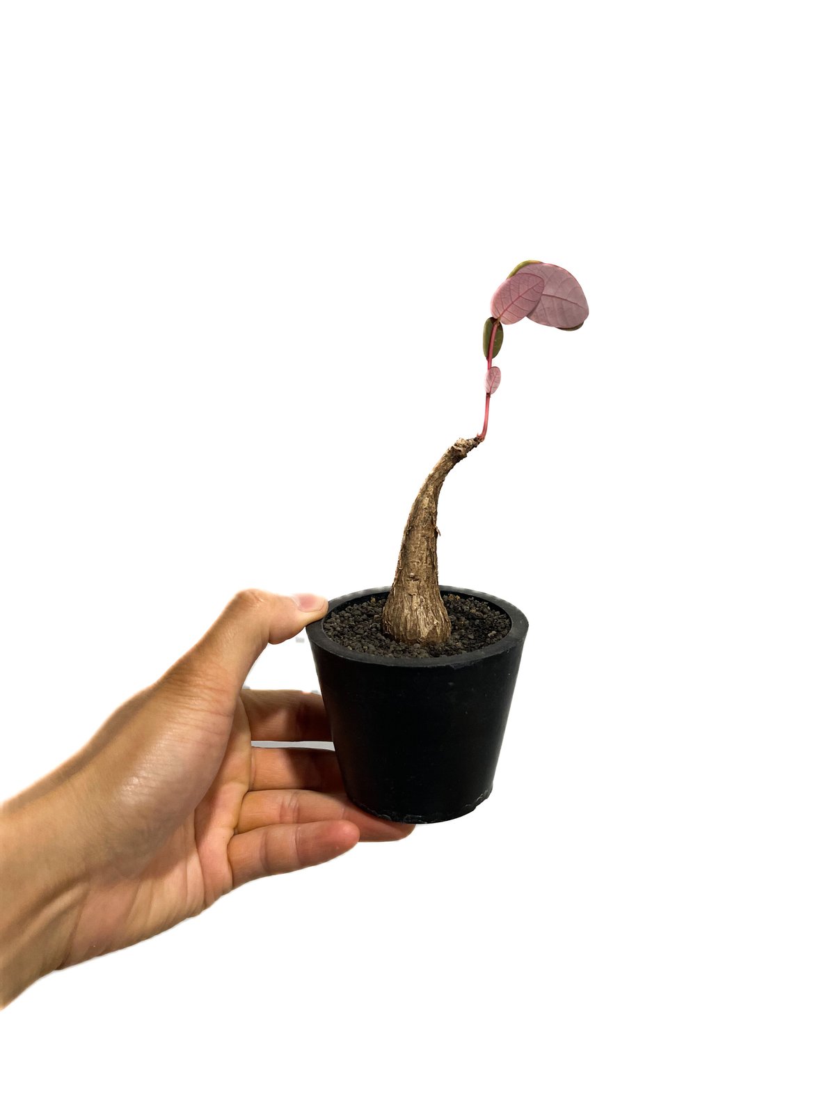 フィランサス ミラビリス「Phyllanthus mirabilis」6/30-918 | S