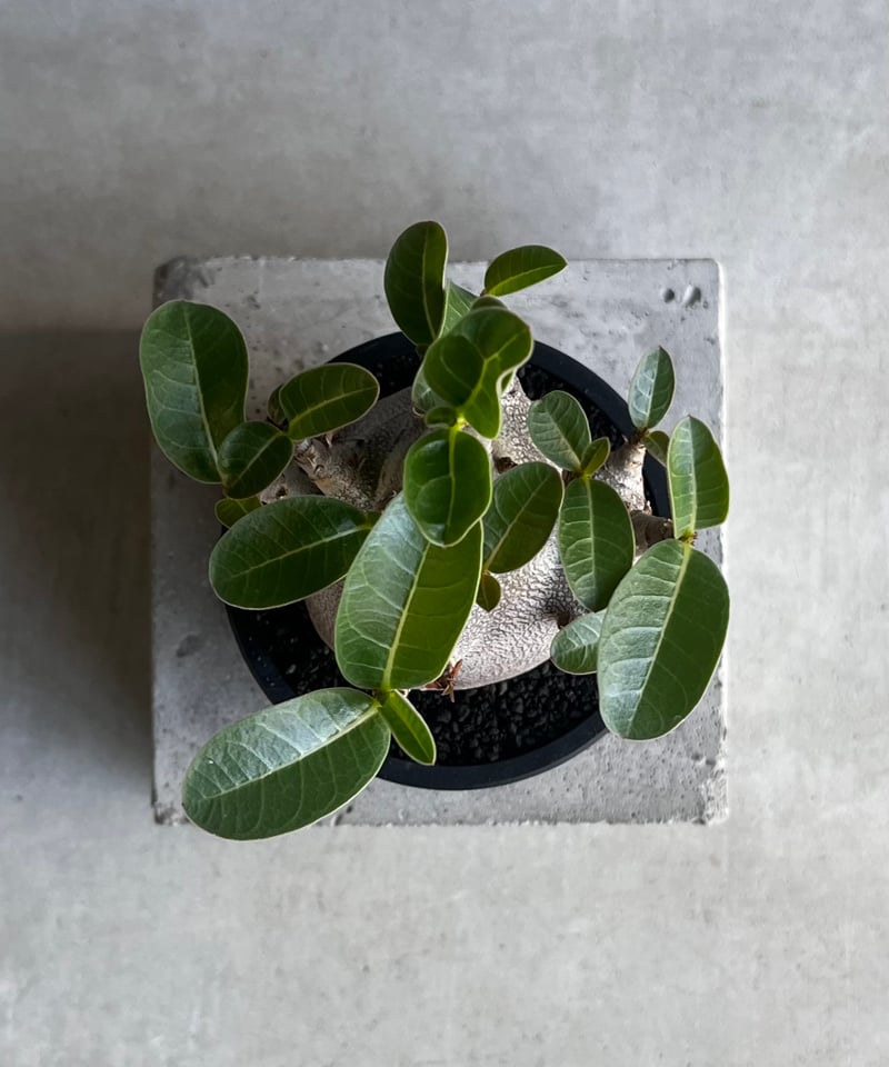 アデニウム アラビカム スーパー ドワーフ “ブラック” 「Adenium