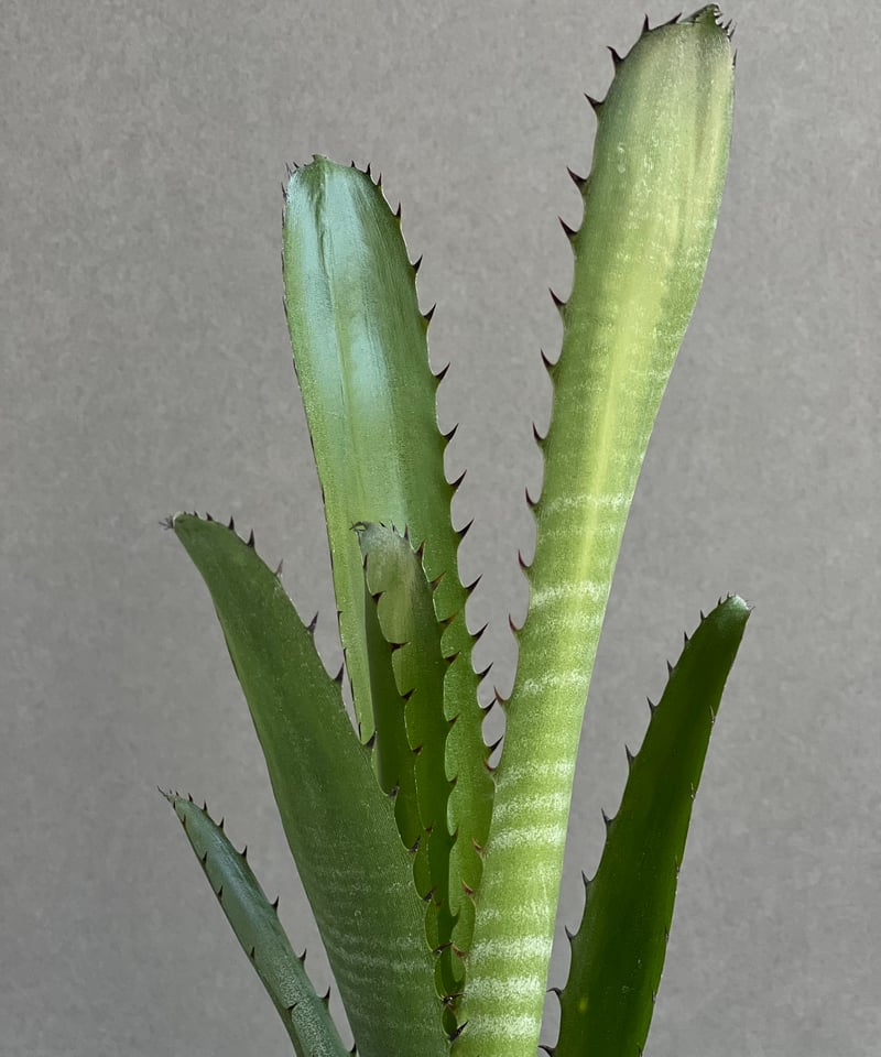 ビルベルギア オーバー ザ ムーン 「Billbergia Over The Moon」26A