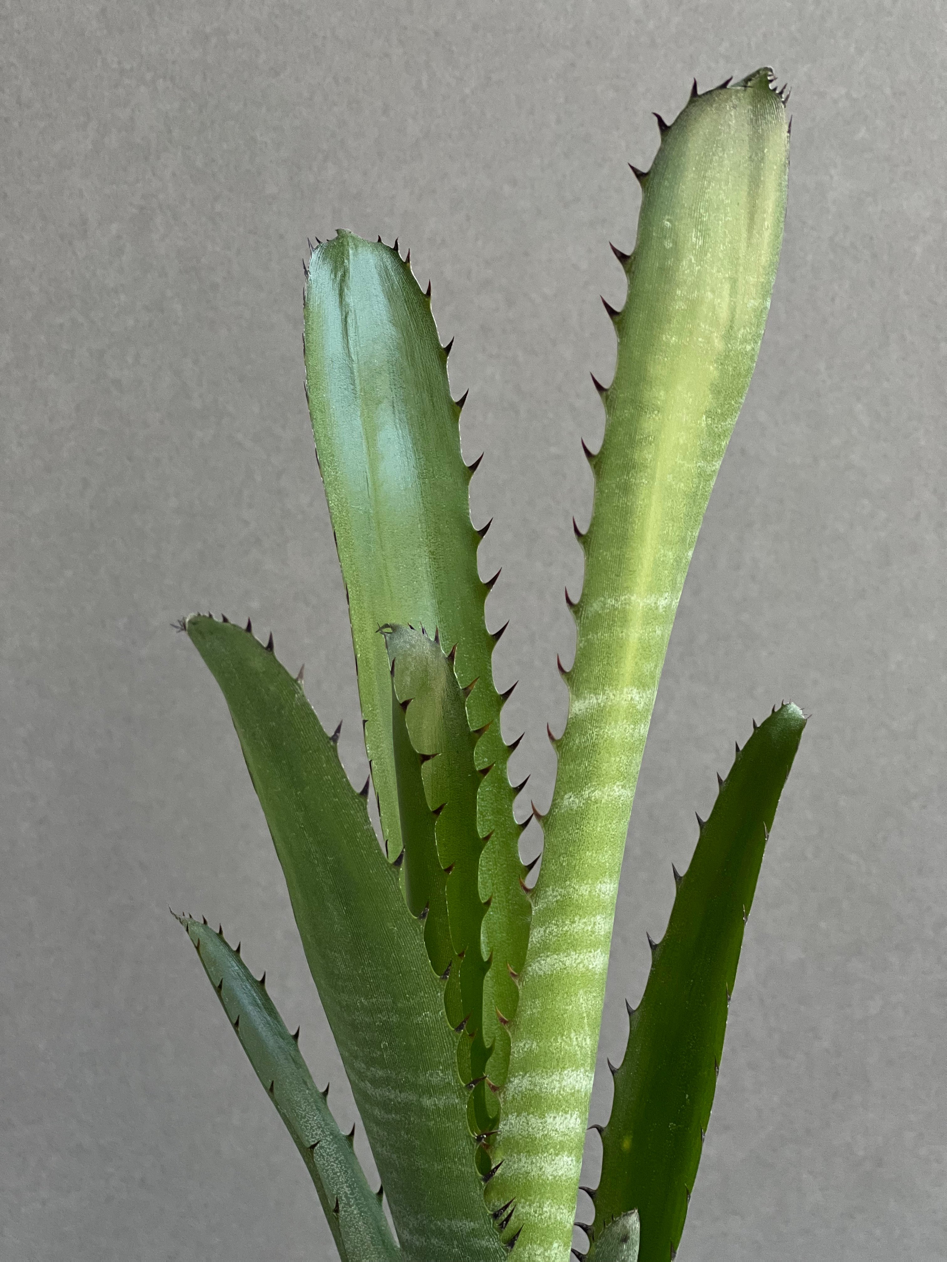 ビルベルギア オーバー ザ ムーン 「Billbergia Over The Moon」26A