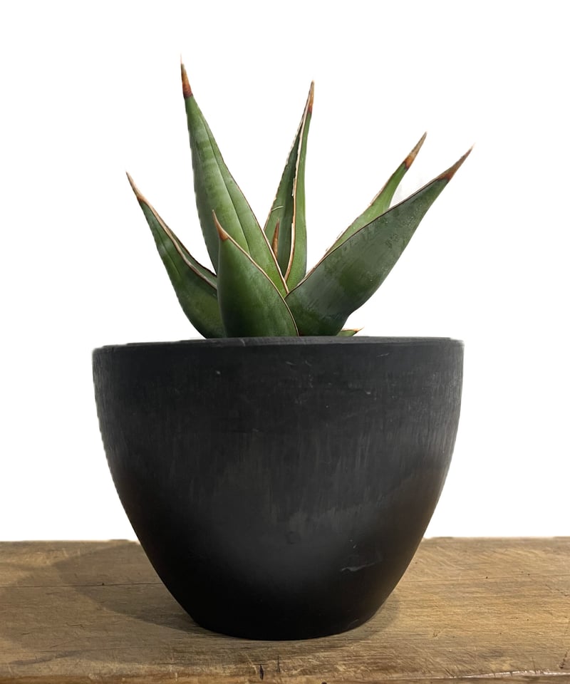 サンセベリア ピングイキュラ ロンギフォリア 「Sansevieria