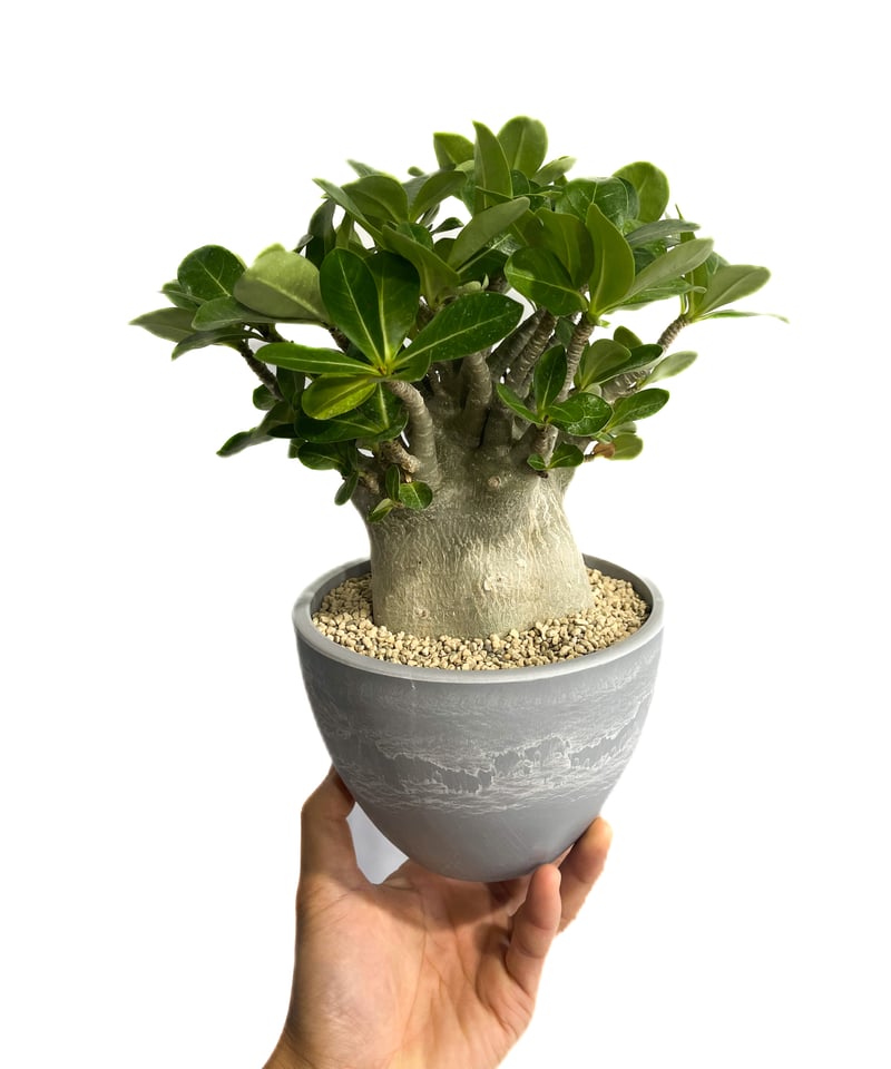 アデニウム アラビカム Adenium Adenium arabicum curly【アデニウム・獅子葉アラビカム