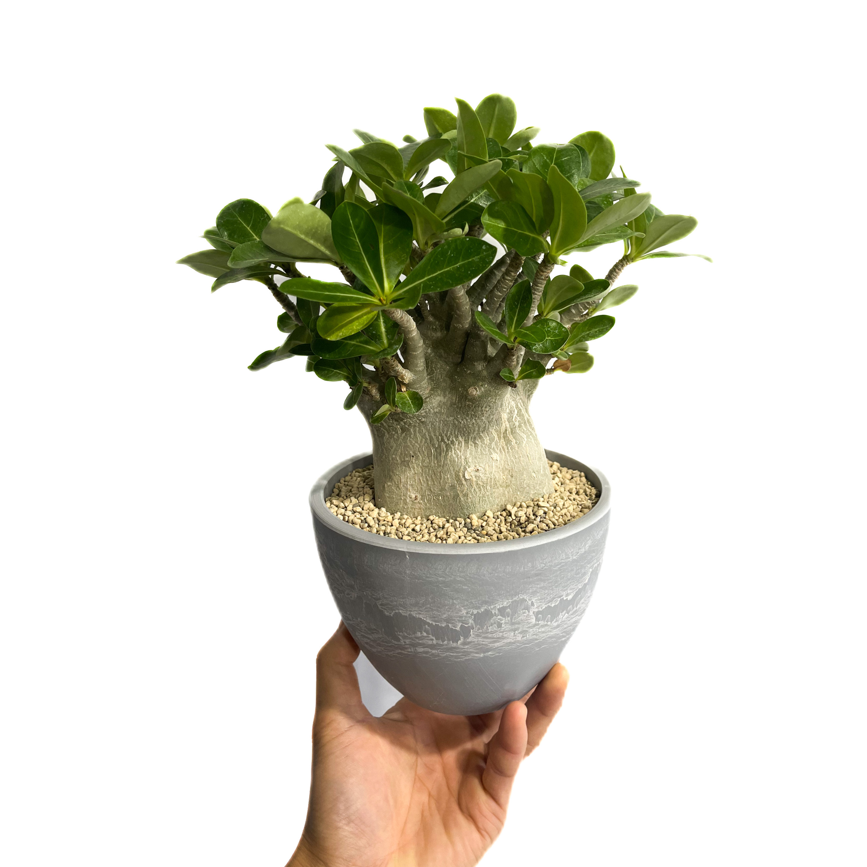 アデニウム アラビカム ドワーフ タイプ「Adenium arabicum dwarf ty