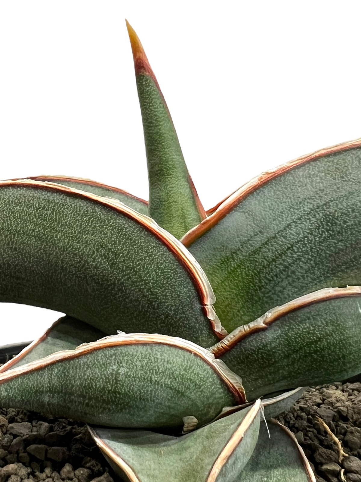 サンセベリア ロリダ 「Sansevieria rorida」73h | SHOUCHIKUEN サンセベリア ロリダ 「Sansevieria rorida」73h | SHOUCHIKUEN