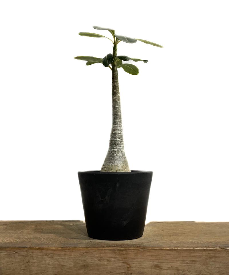 極上個体！アデニウム　ソコトラナム　メデューサ アデニウム ソコトラナム 「Adenium socotranum 」73G-1 | SHOU