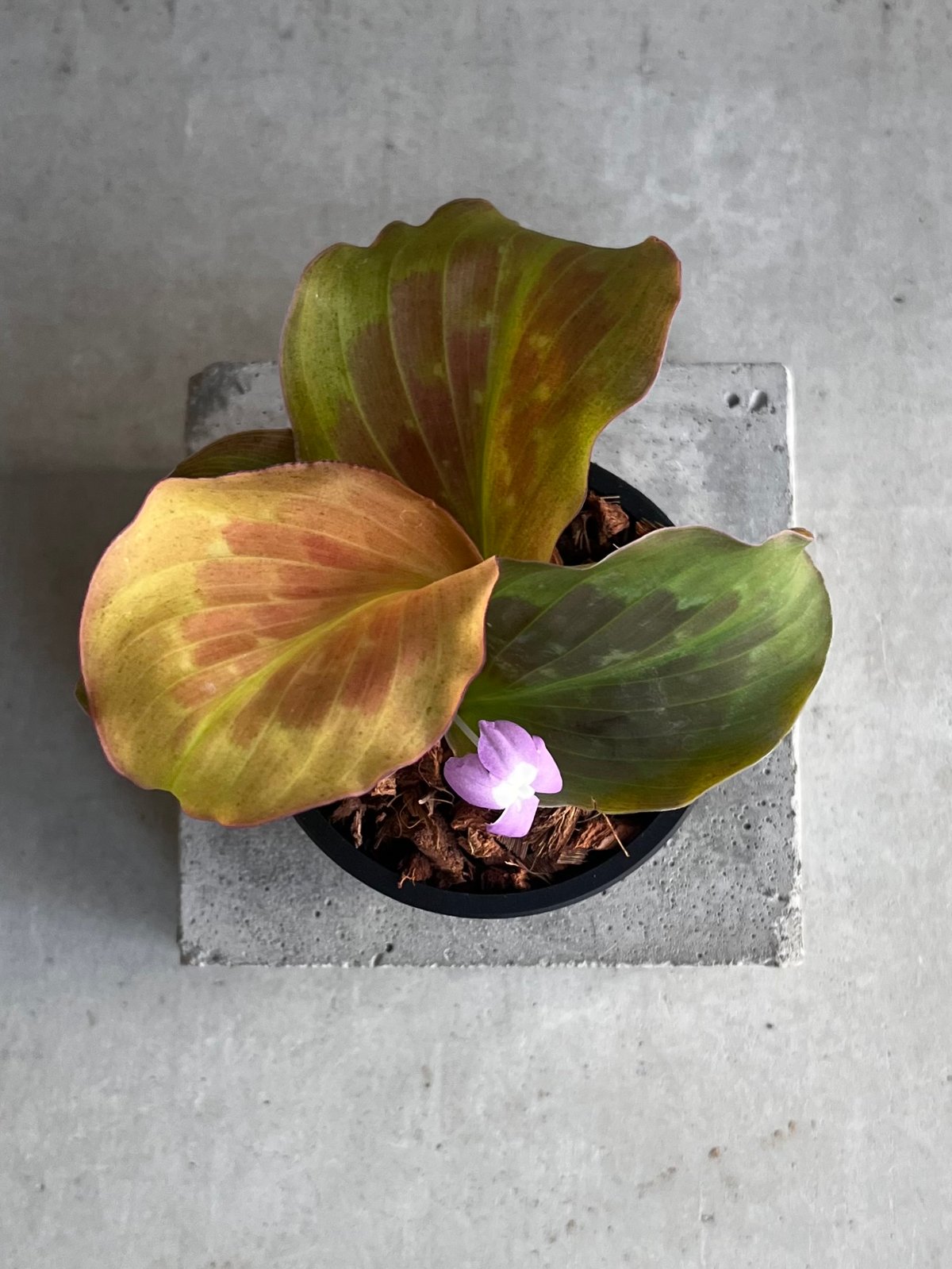 メルカリ便【ケンフェリアsp. pink galaxy var.】 メルカリ便【ケンフェリアsp. pink galaxy var.】 - メルカリ