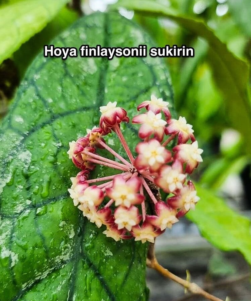 ホヤ フィンレイソリー スキリン「Hoya finlaysonii sukirin」7/18-
