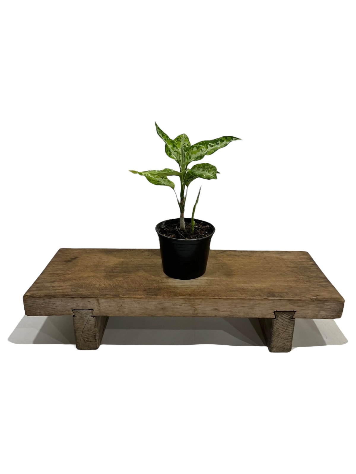 アグラオネマ ピクタム　Aglaonema pictum アグラオネマ ピクタム トリカラー「Aglaonema pictum tricolor」69P