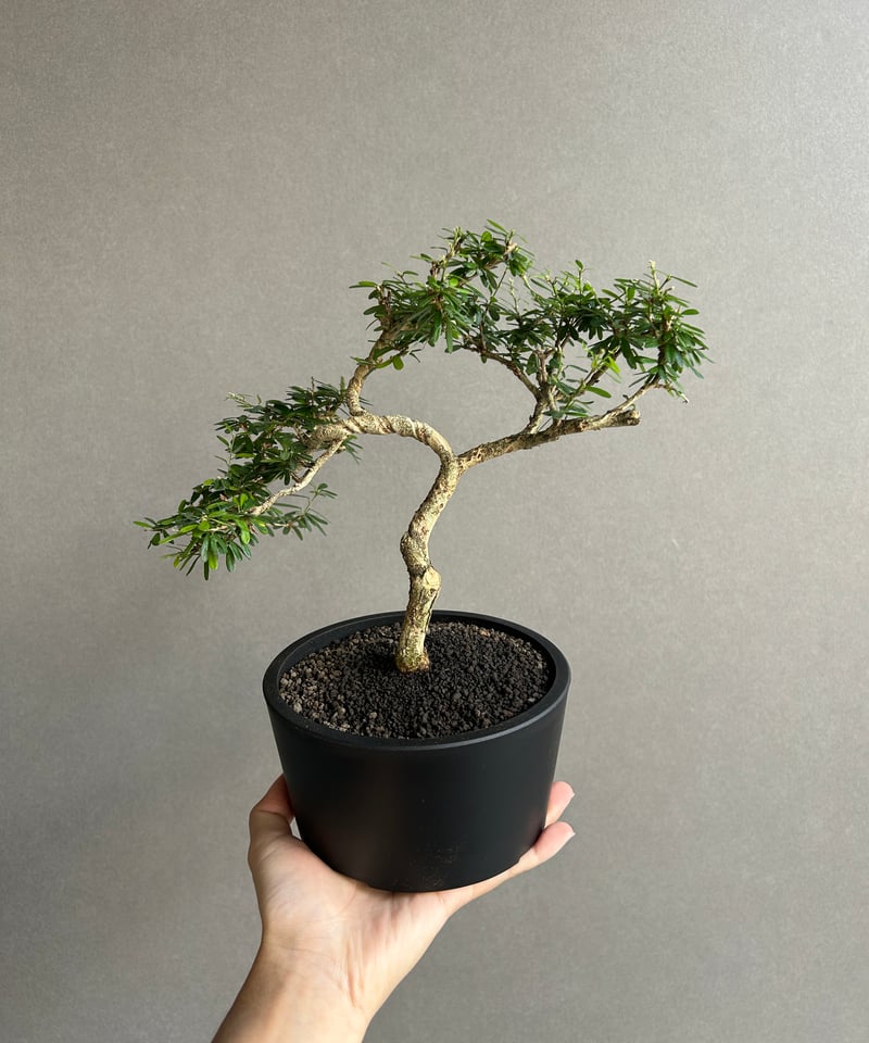 うち” 盆栽 「“UCHI” BONSAI 」64K | SHOUCHIKUEN