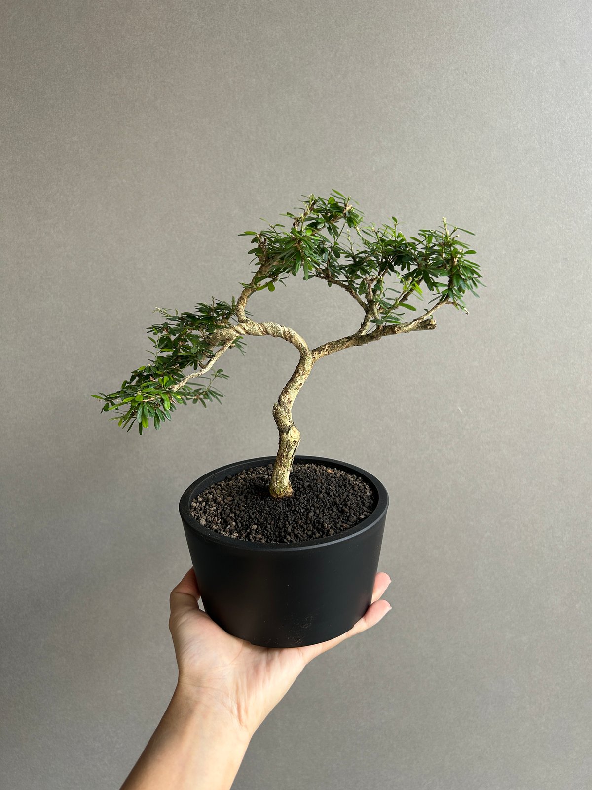うち” 盆栽 「“UCHI” BONSAI 」64K | SHOUCHIKUEN