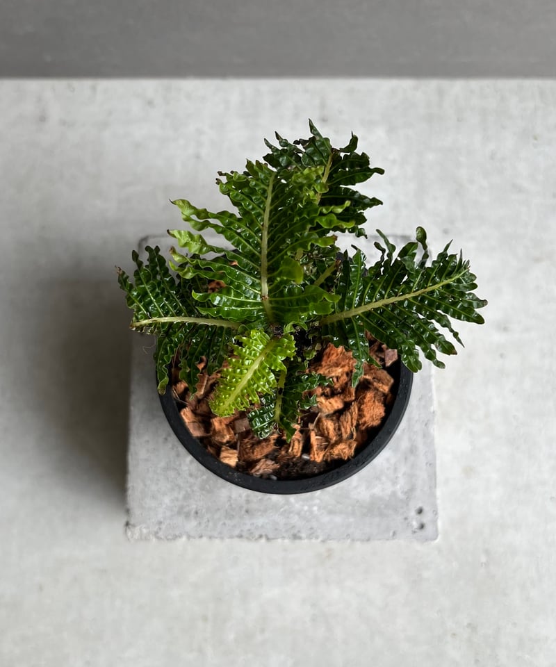 ブレクナム ギッバム ドワーフ 「Blechnum gibbum Dwarf 」24E