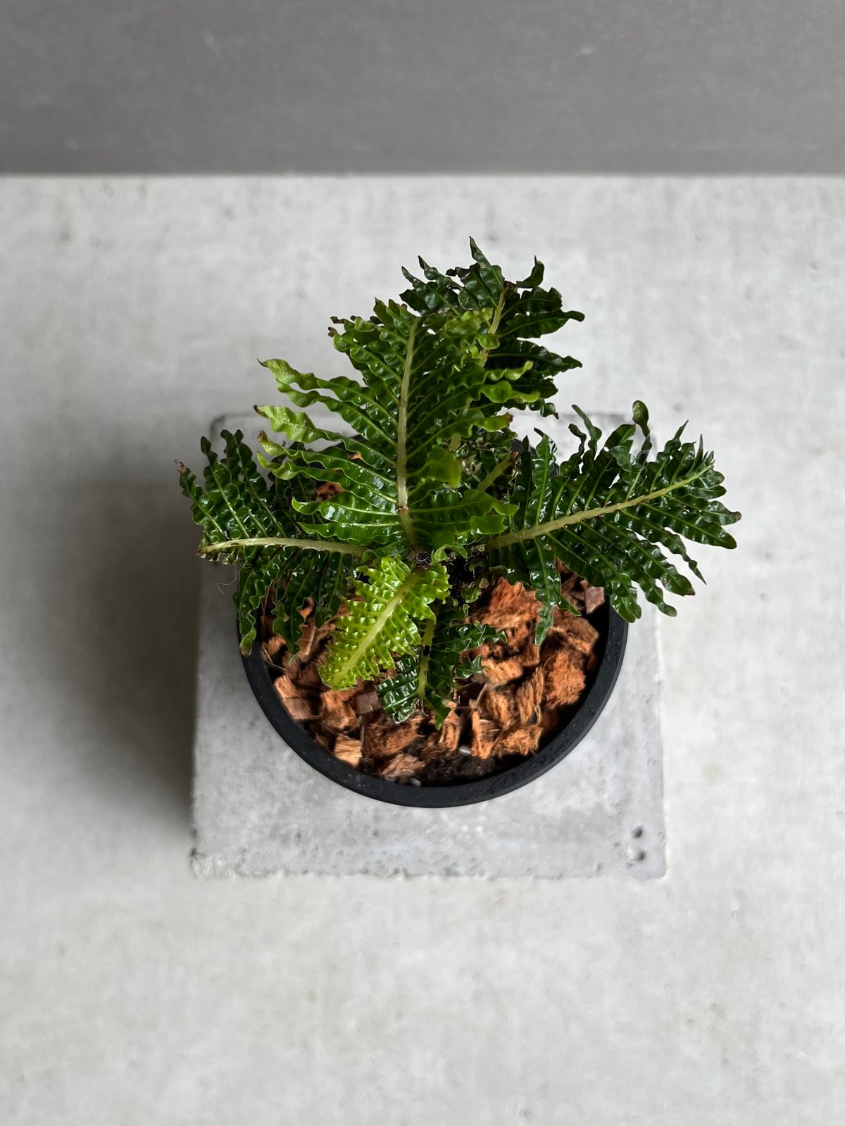 ブレクナム ギッバム ドワーフ 「Blechnum gibbum Dwarf 」24E | S