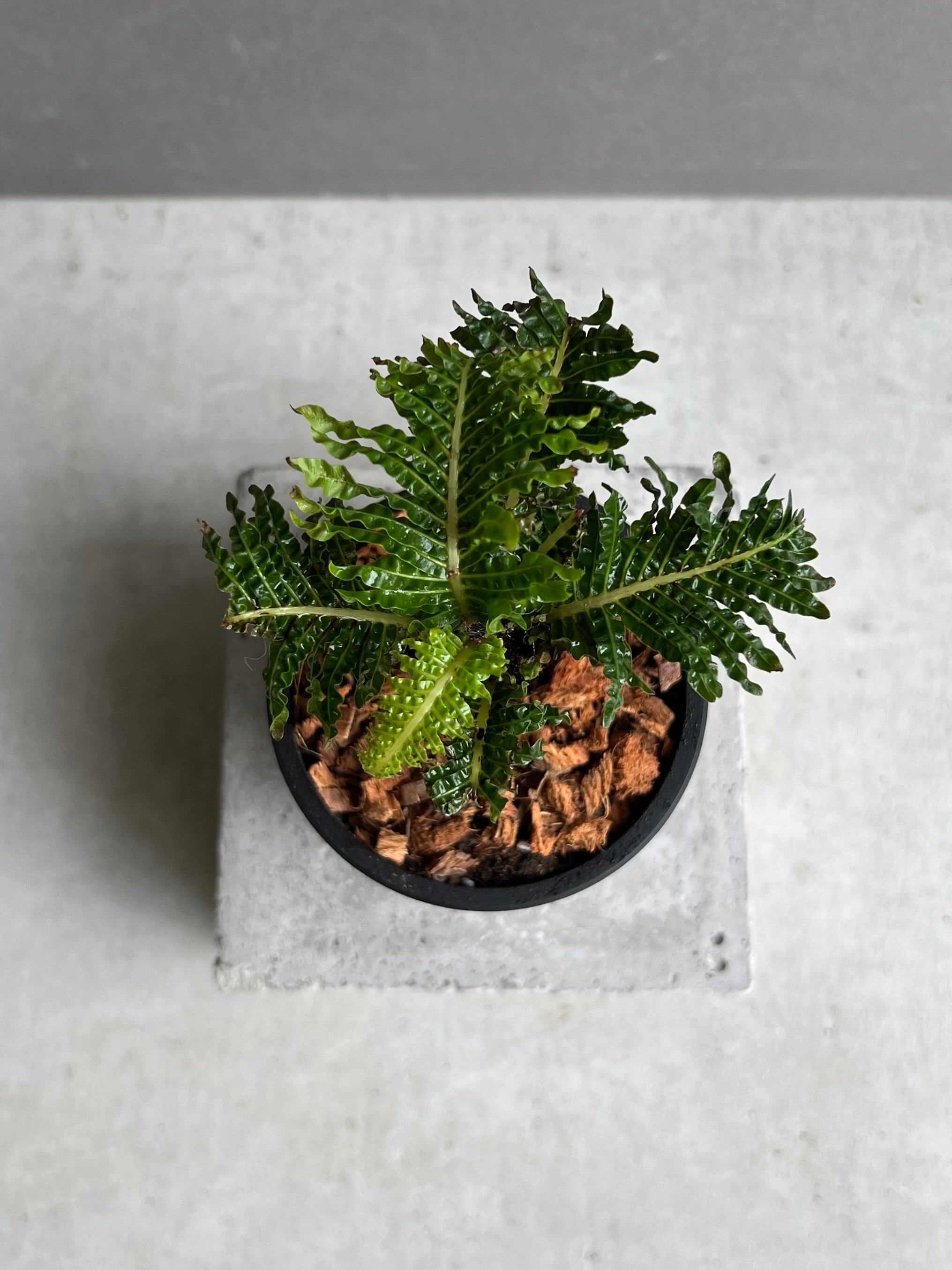 ブレクナム　ギッバム　ドワーフ ブレクナム ギッバム ドワーフ 「Blechnum gibbum Dwarf 」24E | S