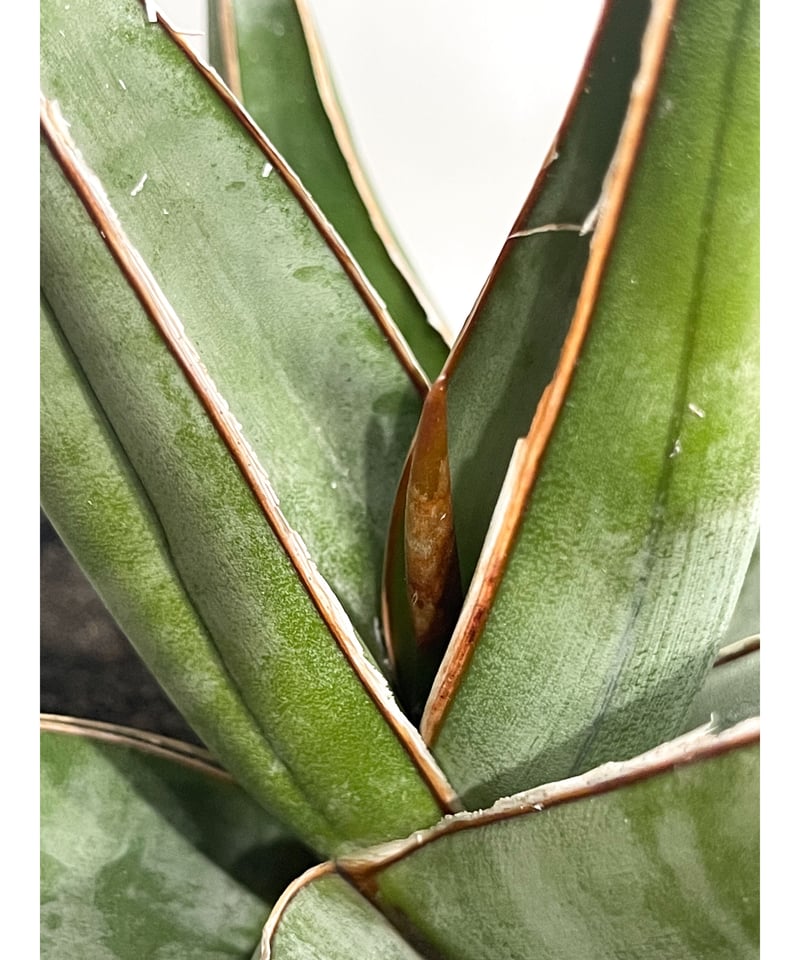 専用　Sansevieria pinguicula Longifoli サンセベリア ピングイキュラ ロンギフォリア 「Sansevieria