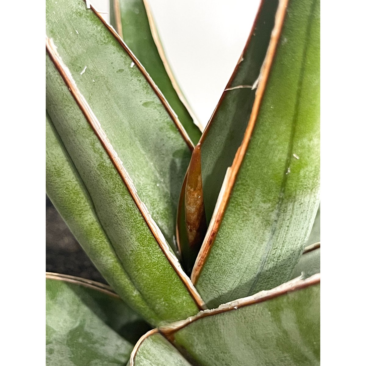 サンセベリア ピングイキュラ ロンギフォリア 「Sansevieria