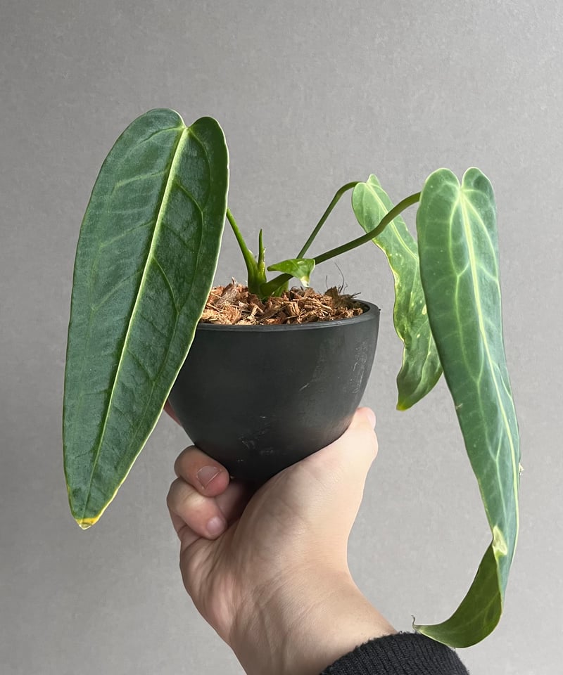 アンスリウム ワロクアナム ダーク&ナロー フォーム 「Anthurium