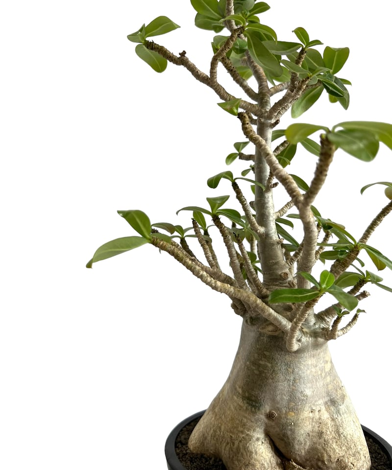 アデニウム アラビカム “選抜個体” 「Adenium arabicum “Select”」9