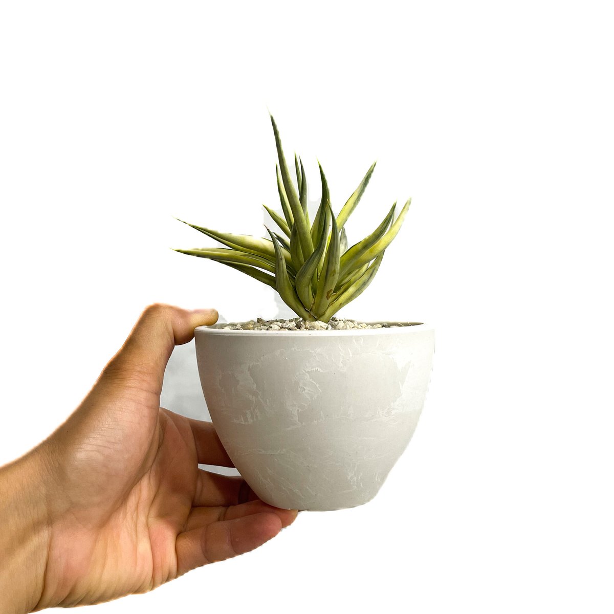 サンセベリア スタリーナイト「Sansevieria Starry Night」7/25-70