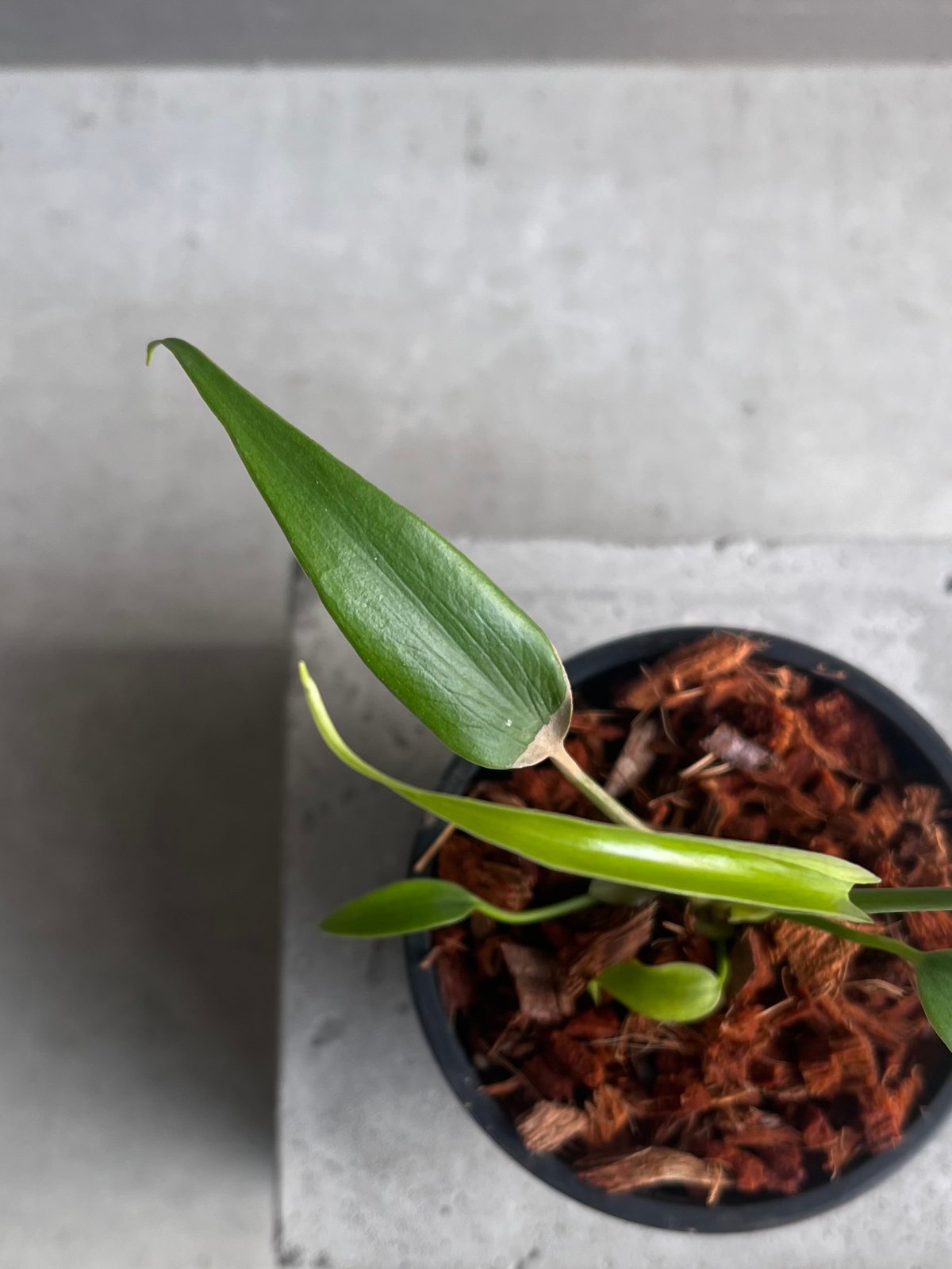 モンステラ バールマルクスフレーム 「Monstera burle marx's flame」