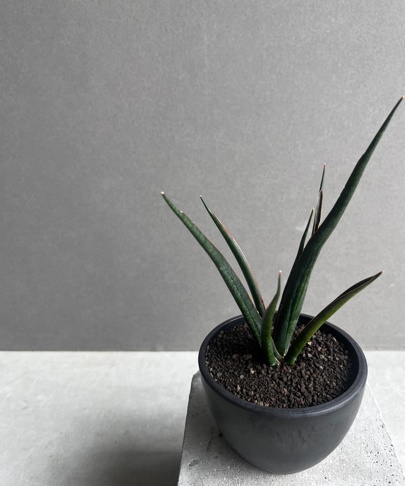 GP Sansevieria Bua Kao サンセベリア ブア カーオ GP Sansevieria Bua Kao サンセベリア ブア カーオ - メルカリ