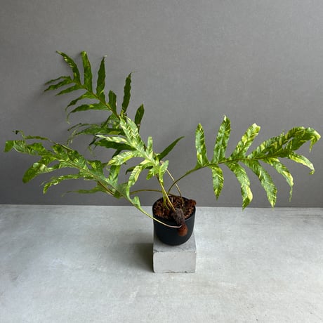 ドリナリア | STORES