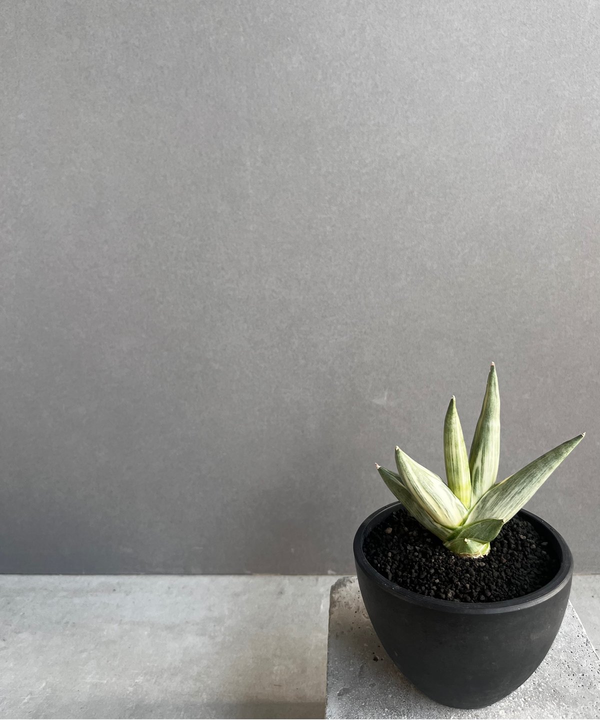 サンスベリア ユキオンナ Sansevieria Yuki Onna サンセベリア 雪女(ユキオンナ) 「Sansevieria Yuki Onna」24F