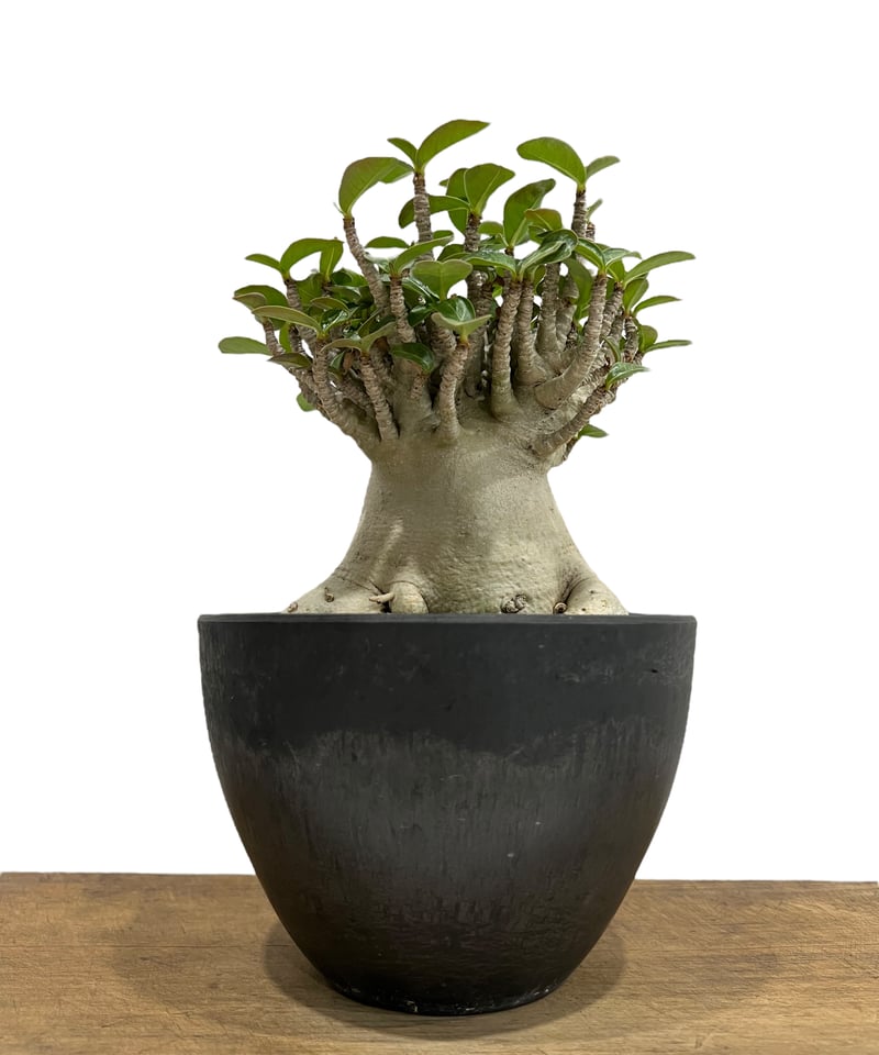 アデニウム アラビカム スーパー ドワーフ タイプ 「Adenium
