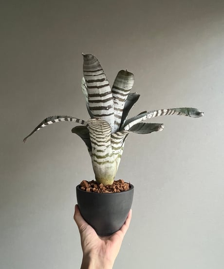 エクメア チャンティニー ブラック セレクト 「Aechmea chantinii Black Select」29N