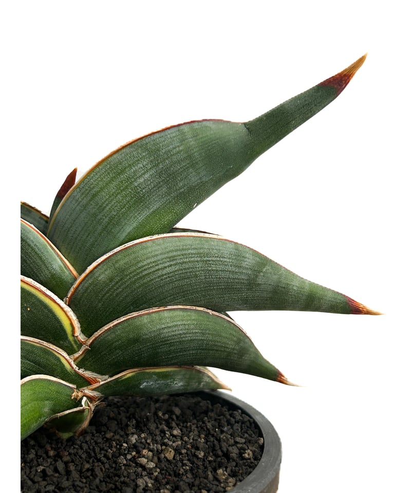 サンセベリア ロリダ 「Sansevieria rorida」7/26-84A | SHOU