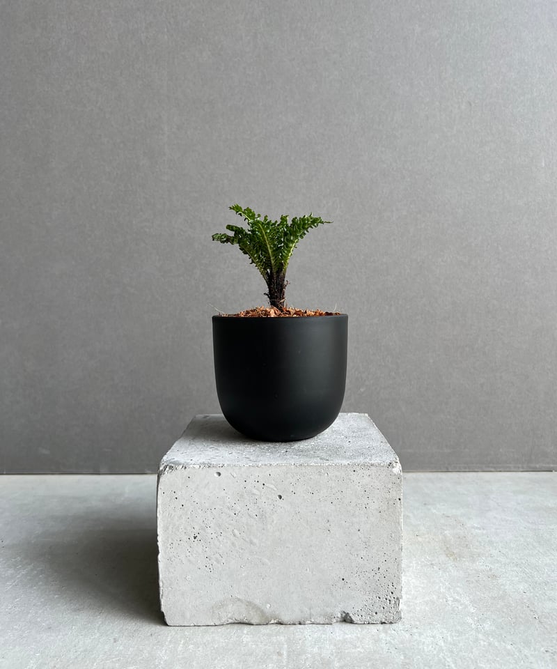 ブレクナム　ギバム　ドワーフ ブレクナム ギッバム ドワーフ 「Blechnum gibbum Dwarf 」100D