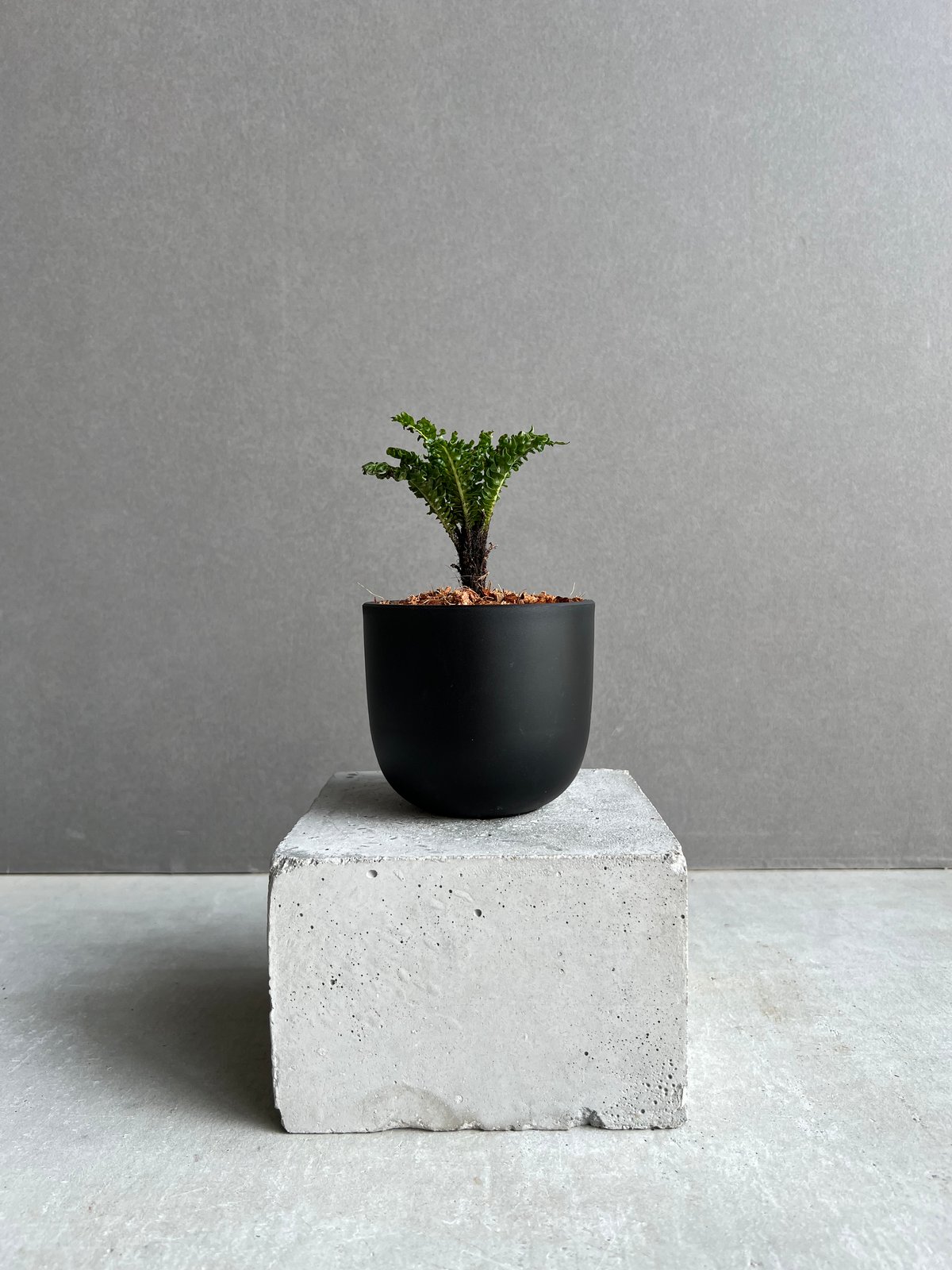 ブレクナム ギッバム ドワーフ 「Blechnum gibbum Dwarf 」28C | S