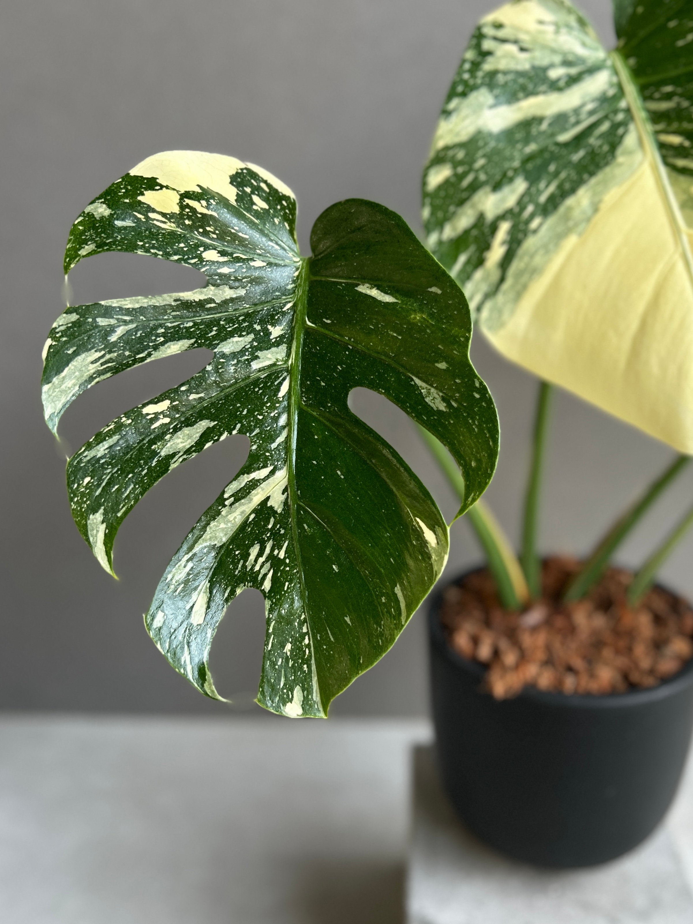 モンステラ タイ コンステレーション クリーム ブリュレ 「Monstera